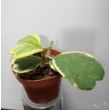Hoya kerrii albomarginata (1 töves)