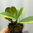 Hoya kerrii albomarginata 