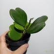Hoya kerrii