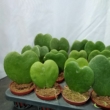 Hoya kerrii zöld