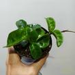 Hoya Krinkle Eight