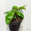 Hoya Krinkle Eight