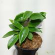 Hoya Krinkle Eight