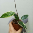 Hoya Macrophylla Variegata