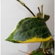 Hoya Macrophylla variegata