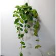Hoya obscura
