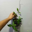 Hoya crassipetiolata