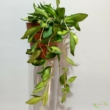 Hoya DS-70 variegata