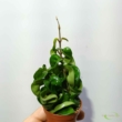 Hoya carnosa Compacta