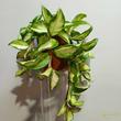 Hoya carnosa Tricolor