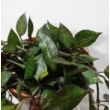 Hoya krohniana Black Leaves