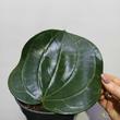 Hoya latifolia Pink