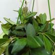 Hoya sp. affinis Burtoniae