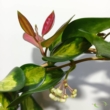 Hoya australis ssp. tenuipes Lisa