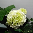 Hydrangea Schneeball fehér  Hortenzia