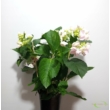 Hydrangea macrophylla Hobella