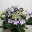 Hydrangea macrophylla Elleair Anniversary