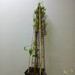 Clematis tibetana Tangutica
