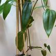 Clematis armandii