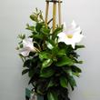 Mandevilla diamantina Jade White