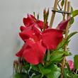 Mandevilla diamantina Topaze Vermil