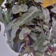 Parthenocissus amazonica (Jungle Vine)