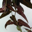 Parthenocissus amazonica (Jungle Vine)