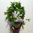 Passiflora Lavender Lady