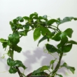 Passiflora edulis / Maracuja