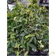 Passiflora Panda