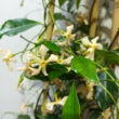 Trachelospermum jasminoides Star of Sicily