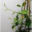 Trachelospermum jasminoides