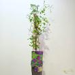 Clematis viticella Polish Spirit