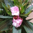 Nerium oleander Variegata