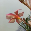 Nerium oleander barack