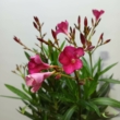 Nerium oleander rózsaszín