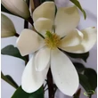 Magnolia Michelia Fairy White