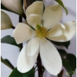Magnolia Michelia Fairy Magnolia White