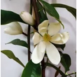 Magnolia Michelia Fairy White