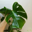 Monstera deliciosa