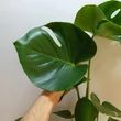 Monstera deliciosa