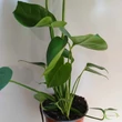 Monstera deliciosa