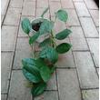 Monstera Friedrichstahlii