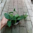 Monstera Friedrichstahlii