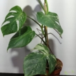 Monstera deliciosa variegata (14)