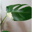 Monstera deliciosa variegata (15)