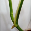 Monstera deliciosa variegata (07)