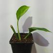 Monstera Pinnatipartita