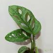 Monstera adansonii Mint