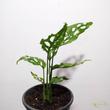Monstera obliqua Peru